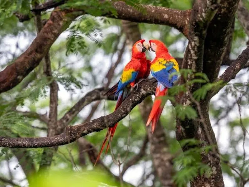 A pair of scarlet macaws in the wild