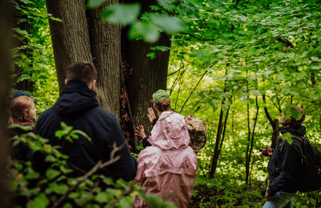 A group looking at a large lime tree in Poland.